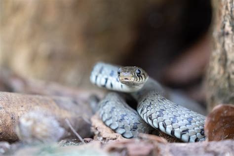 Couleuvre helvétique Natrix helvetica Couleuvre helvétiq Flickr