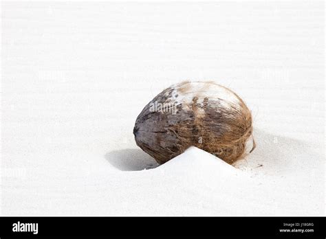 Coconut seed dispersal hi-res stock photography and images - Alamy