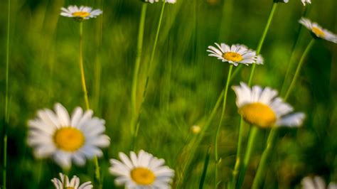 Chamomile Flower Field Flower Blur 4k Hd Wallpaper Rare Gallery