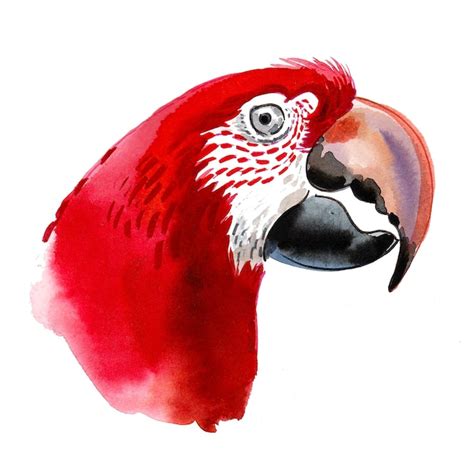 Pájaro loro rojo. dibujo a tinta y acuarela | Foto Premium