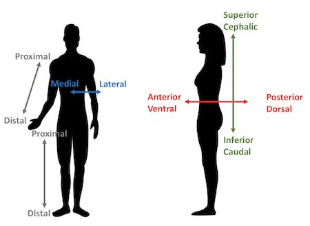 Anatomical Body Planes And Directional Terms Body