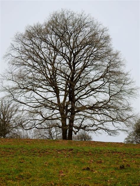 Free Images Landscape Tree Nature Branch Winter Wood Leaf