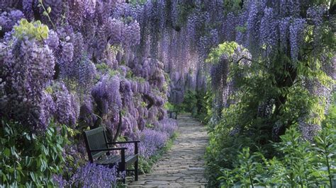 Wisteria Wallpapers - Wallpaper Cave