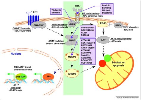 Melanoma Pathway