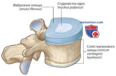 Соединения позвонков: анатомия, строение