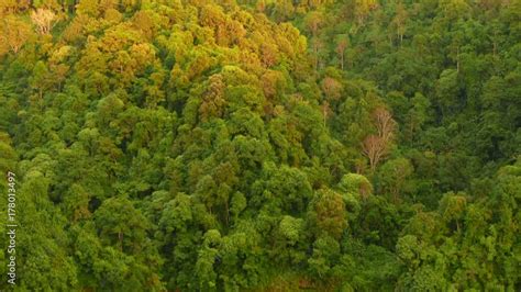 Tilt Shot First Showing The Jungle On The Bolaven Plateau And