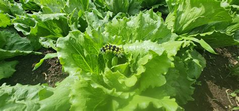 Alternativas Tecnol Gicas Y Estrategias De Biocontrol Aplicadas A Los