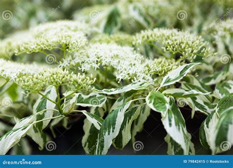 Feche Acima Das Flores Brancas E Das Folhas Do Corniso Imagem De Stock