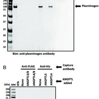 Western Blotting Confirms ANGPTL4 8 Binds Plasminogen And TPA A