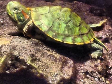 Red Eared Slider Care Guide! - CritterFam