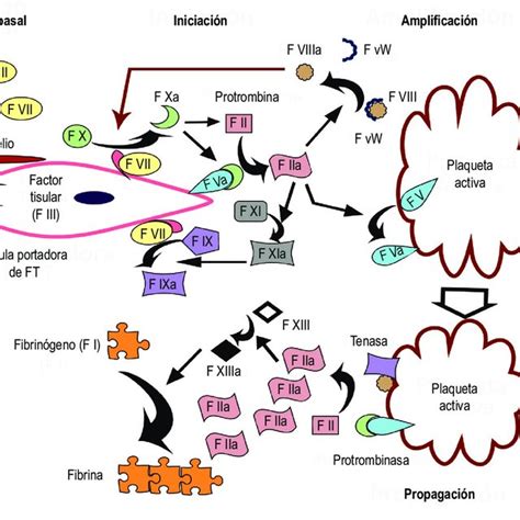 Modelo celular de la coagulación F factor Download Scientific Diagram