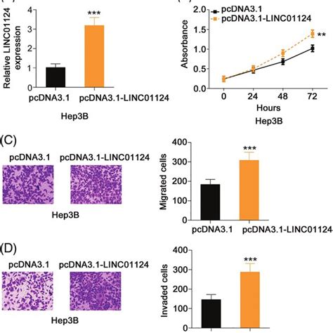 Linc01124 Upregulation Promotes The Aggressiveness Of Hep3b Cells A Download Scientific