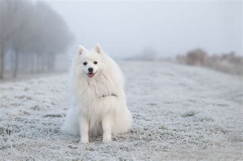 Keeshond Temperament En Karakter Foto S Hondjesgids