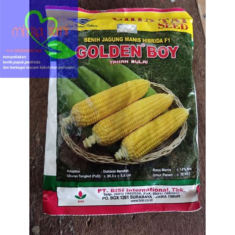 Benih Jagung Manis Hibrida Golden Boy F Isi Gr Dari Cap Kapal