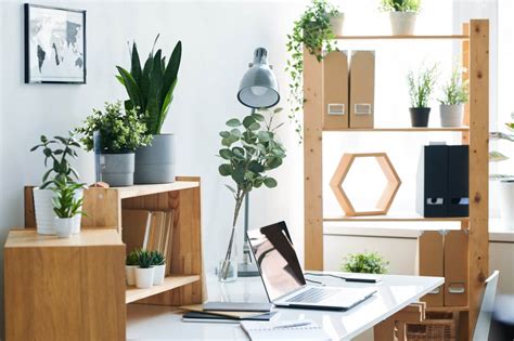 Plantes Feng Shui Mettre Au Bureau