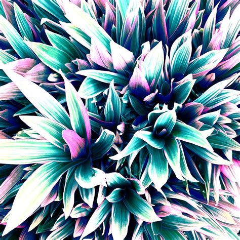 Spiky Rhoeooyster Plant Photograph By Trixiloo Fine Art America