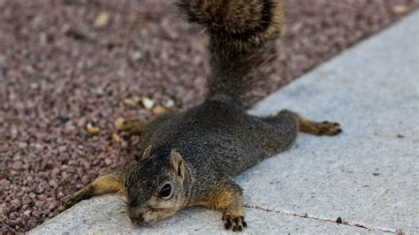 What Is Splooting Meaning Of The Move Used By Squirrels In The Heat