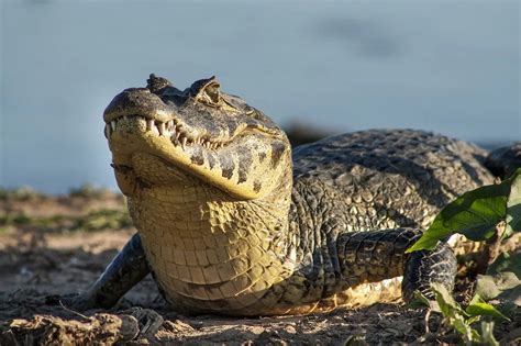 Qual Mais Perigoso Jacar Ou Crocodilo Pantanal Oficial