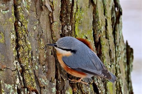 Nuthatch Bird Ornithology - Free photo on Pixabay