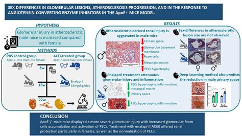 Sex Differences In Glomerular Lesions Atherosclerosis Progression And In The Response To