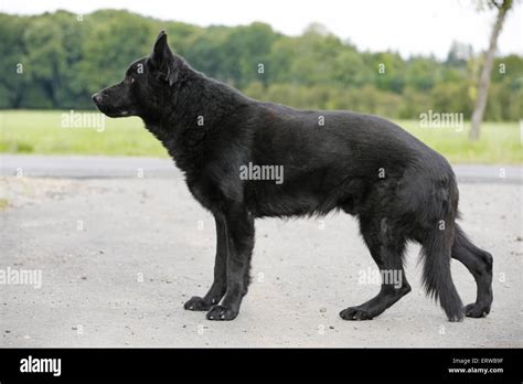 standing German Shepherd Stock Photo - Alamy