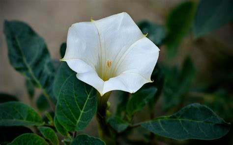 Moonflower Or Datura Is One Of Texass Most Tenacious Plants