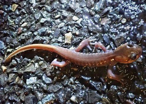 Ambystoma Gracile Northwestern Salamander 10 000 Things Of The Pacific Northwest