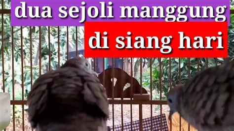 Perkutut Lokal Gacor Suara Jernih Saling Bersautan Ini Cocok Tuk