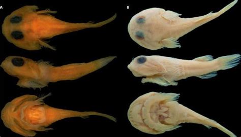 Scientists Discover Some Clingfish Species Are Venomous | Species ...