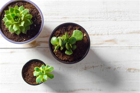 Premium Photo Potted Plants On White Wood