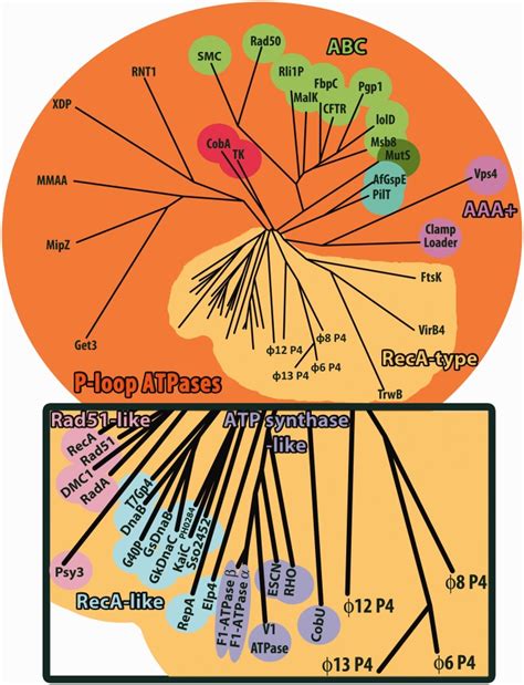 Structure Based Phylogenetic Tree Of Atpase Enzymes The Matrix Of