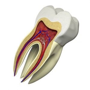 Bianchi Odontologia Odontologia Em Cotia Sp