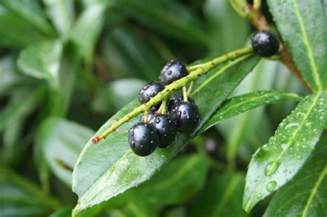 Kirschlorbeer Schneiden Anleitung F R Baum Hecke Busch