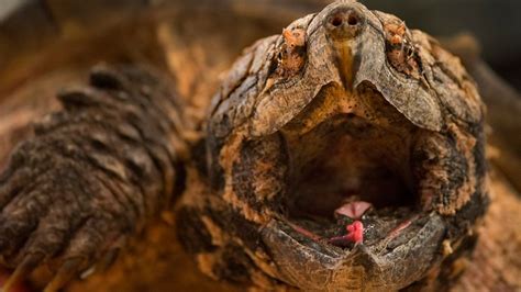 Alligator Snapping Turtles Lure Prey With Wriggling Worm Like Tongue