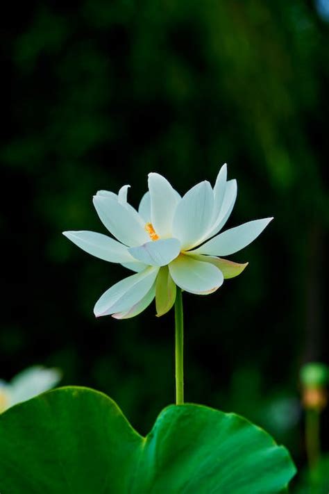 White Lotus Flower · Free Stock Photo