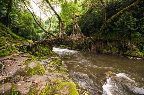 A Living Root Bridge is a type of simple suspension bridge formed of living plant roots by tree ...