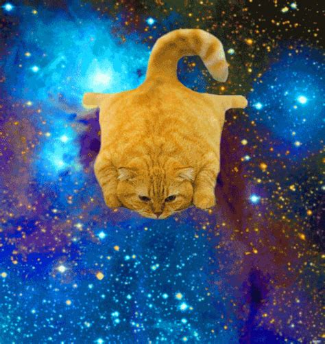 Pin By Buzzuber On Cats Cute Videos Cats Space Cat Crazy Cats