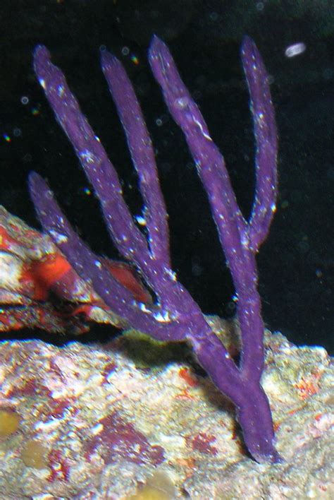 Angular Sea Whip Purple Ribbon Gorgonian Kp Aquatics