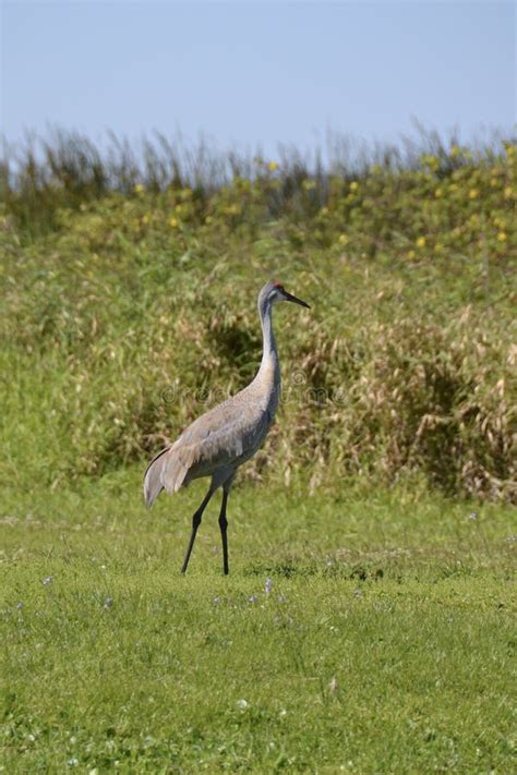 Sandhill Crane Antigone Canadensis Standing Next To Tall Grass Stock