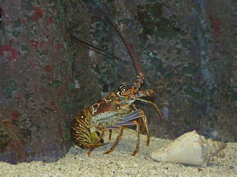 The Online Zoo - Caribbean Spiny Lobster