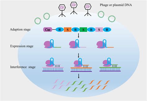 Schematic Illustration Of Bacterial Immune Response By Crispr Cas