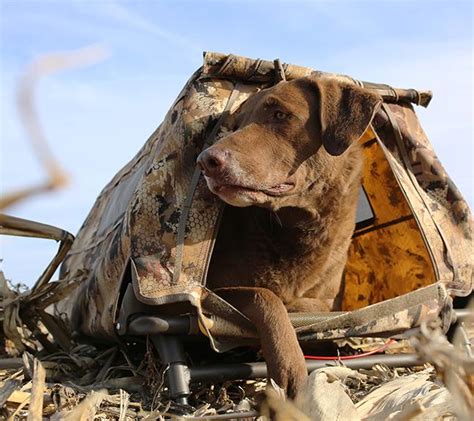 Beavertail Boat Blind Dog Door Canadian Waterfowl Supplies