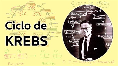 Historia Del Ciclo De Krebs