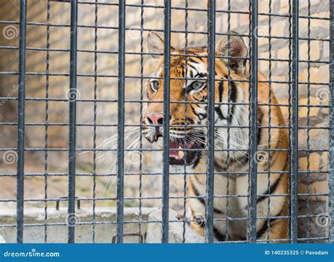 Tiger In Cage Stock Image Image Of Close Asia Large 140235325