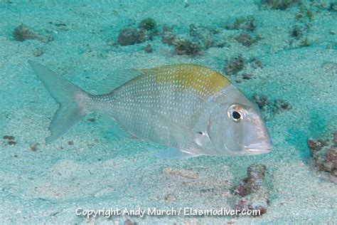 Pacific Porgy Pictures Images Of Calamus Brachysomus