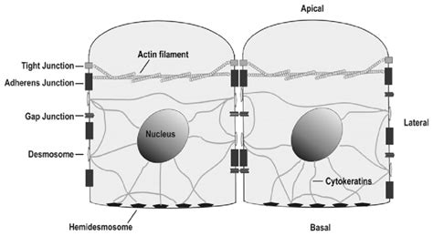 Epithelial Intercellular Junctions A Schematic Representation Of A