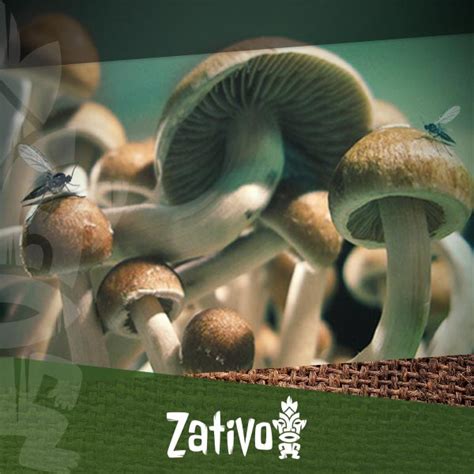 Mushroom Contamination How To Identify And Prevent It Zativo