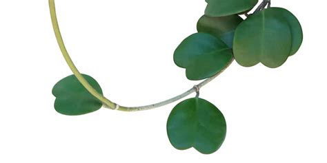 Hoya Kerrii Plant Growth And Care Guide Gfl Outdoors