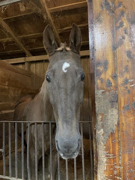 Southern Sky Stables - Lesson Horses - Northern Kentucky NKY