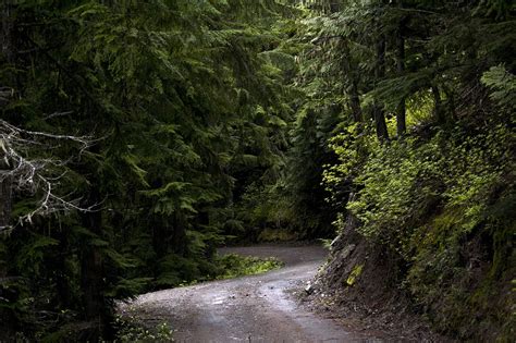 Cu Nto Tiempo Tarda En Crecer Un Rbol De Cedro Granjaonline